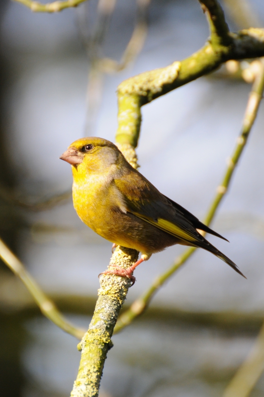 Photo Oiseaux Verdier d'Europe (Chloris chloris)