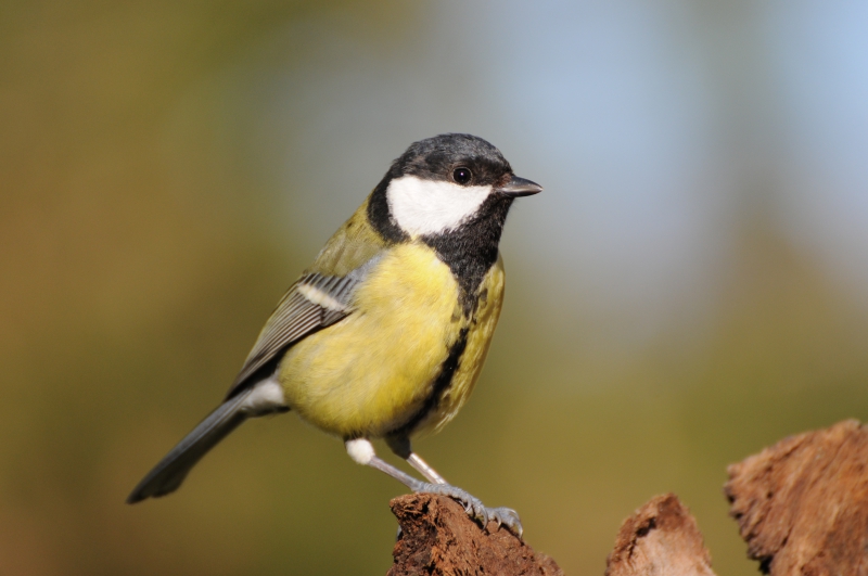Photo Oiseaux Mésange charbonnière (Parus major)