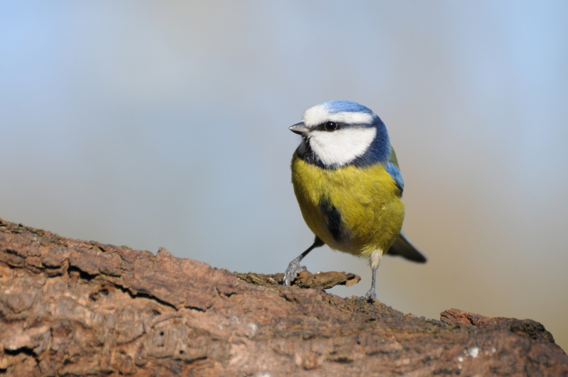 Photo Oiseaux Mésange bleue (Cyanistes caeruleus)