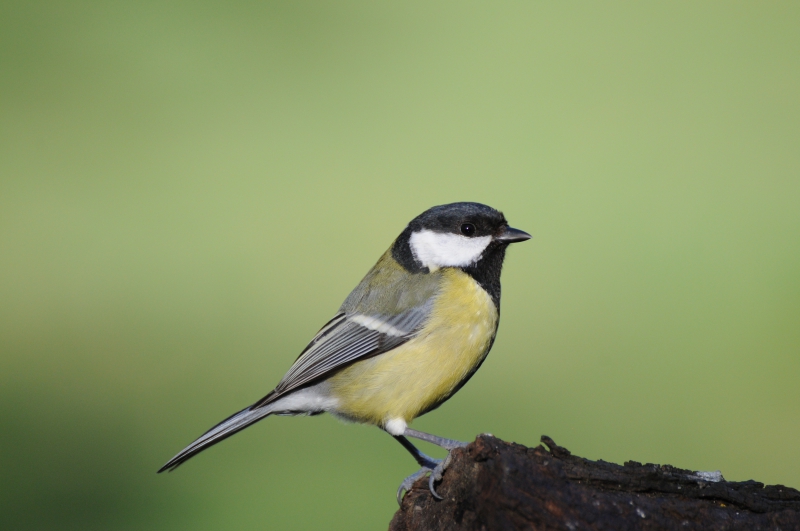 Photo Oiseaux Mésange charbonnière (Parus major)