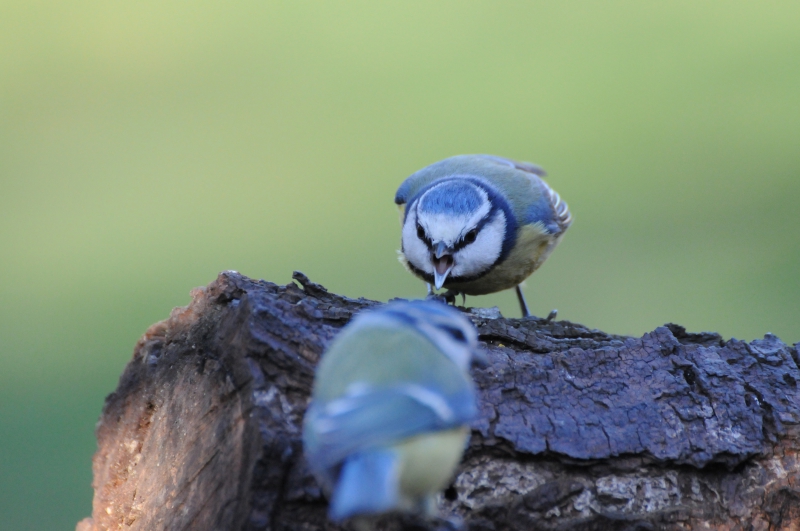Photo Oiseaux Mésange bleue (Cyanistes caeruleus)