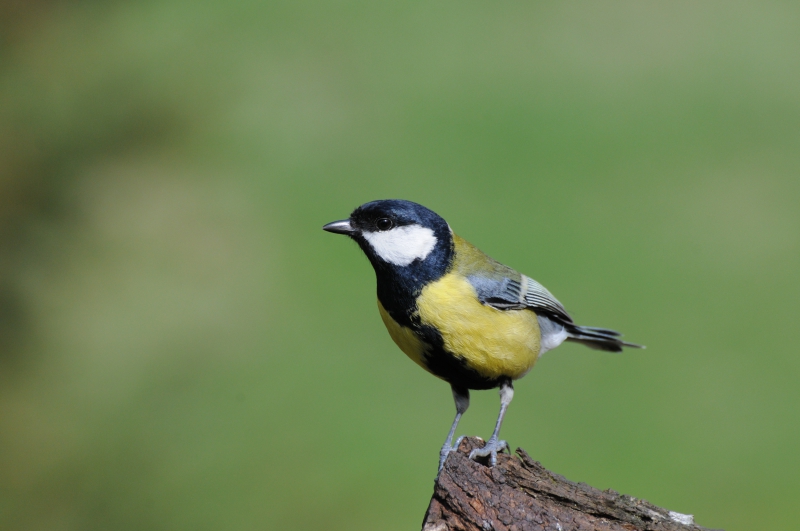 Photo Oiseaux Mésange charbonnière (Parus major)