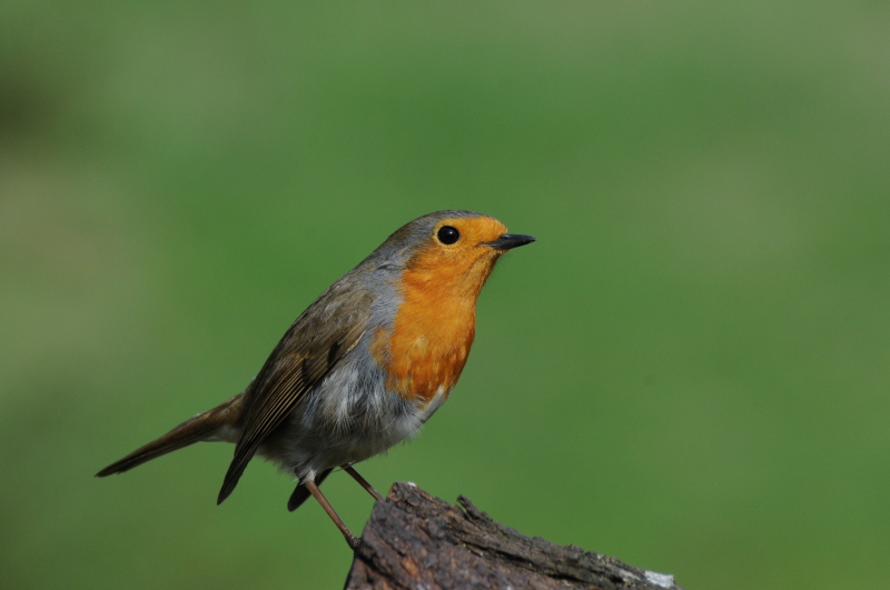 Photo Oiseaux Rouge-gorge familier (Erithacus rubecula)