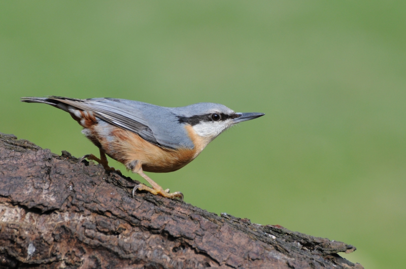 Photo Oiseaux Sittelle torchepot (Sitta europaea)