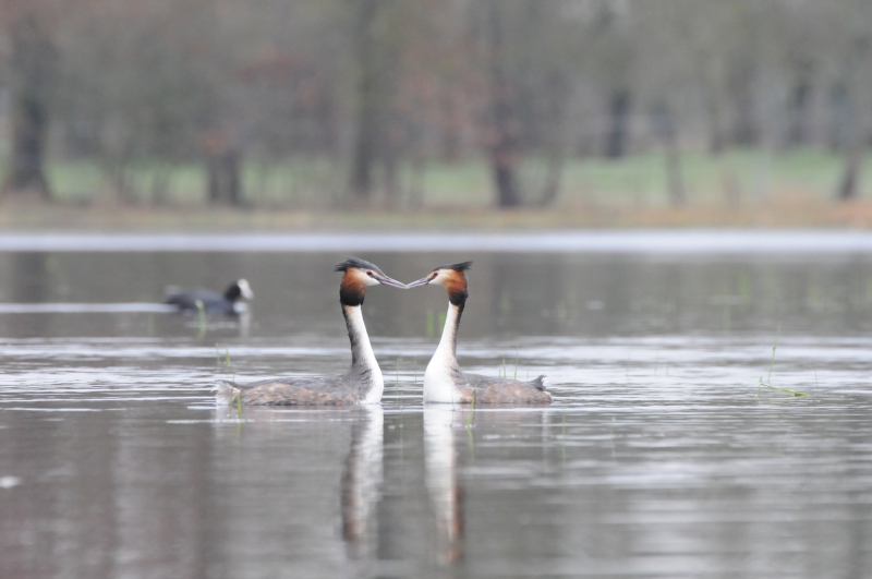 Photo Oiseaux Grèbe huppé (Podiceps cristatus)