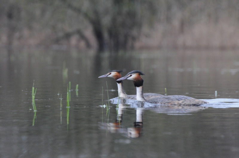Photo Oiseaux Grèbe huppé (Podiceps cristatus)