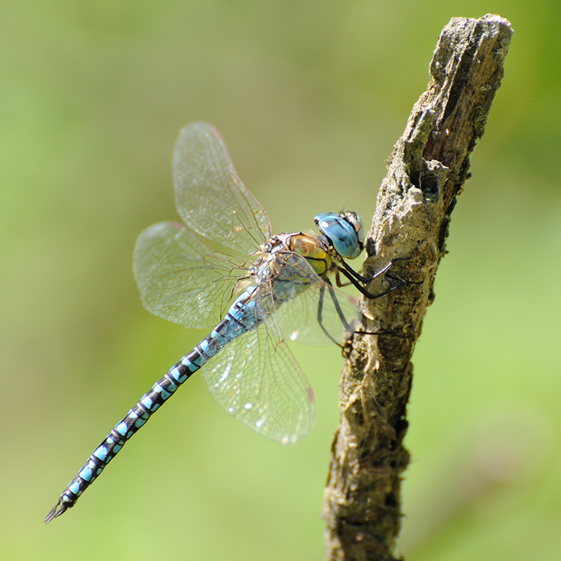 Photo Insectes Aeschne affine (Aeschna affinis)