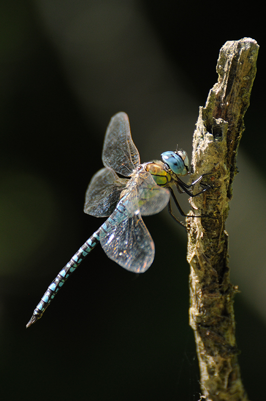 Photo Insectes Aeschne affine (Aeschna affinis)