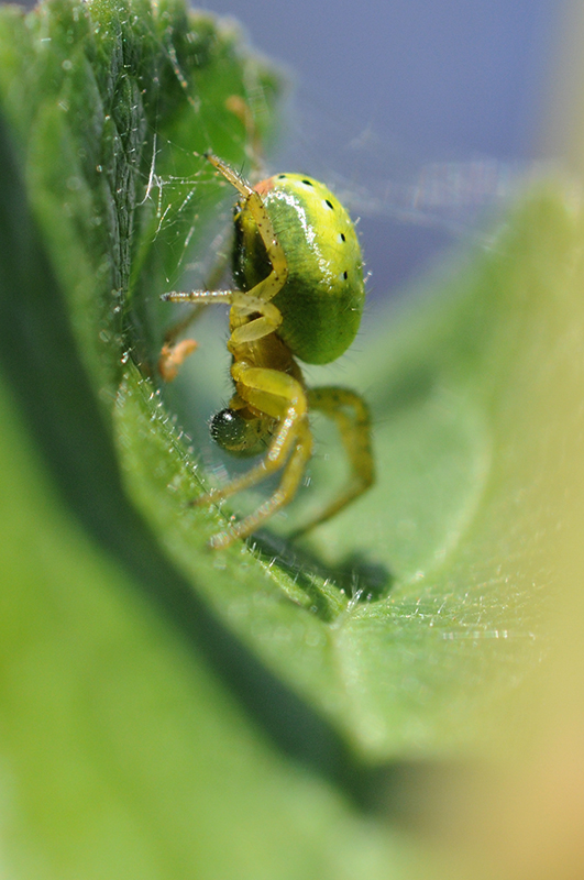 Photo Araignées Epeire concombre (Araniella cucurbitina)