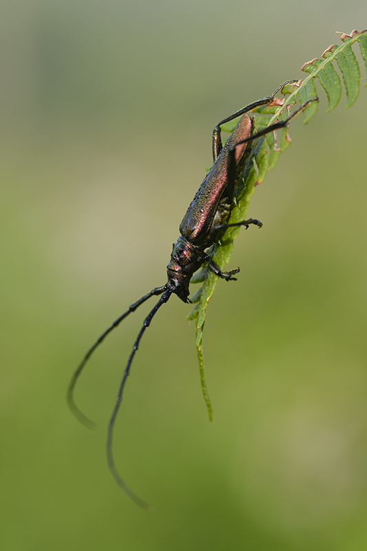 Photo Insectes Aromie musquée (Aromia moschata)