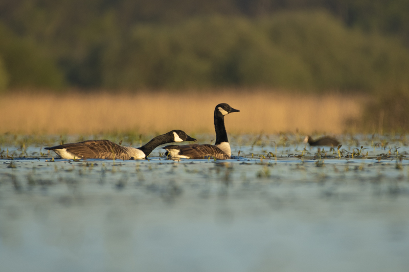 Photo Oiseaux Bernache du Canada (Branta canadensis)