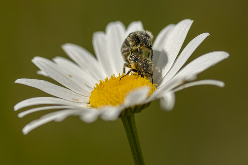 Photo Insectes Cétoine grise (Oxythyrea funesta)