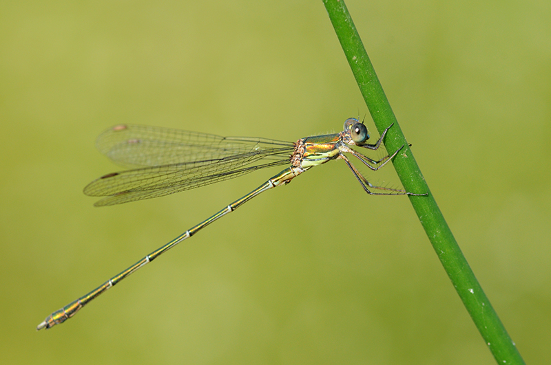 Photo Insectes Leste vert (Chalcolestes viridis)