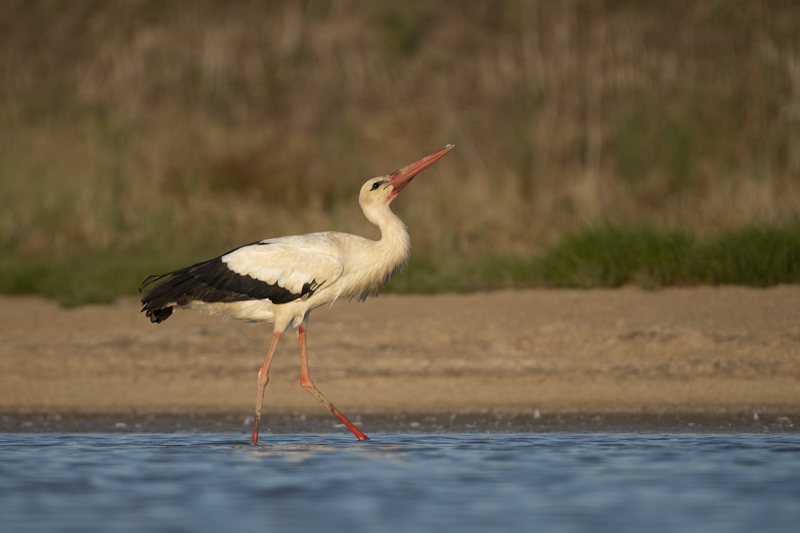 Photo Oiseaux Cigogne blanche (Ciconia ciconia)
