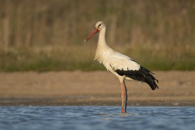 Photo Oiseaux Cigogne blanche (Ciconia ciconia)