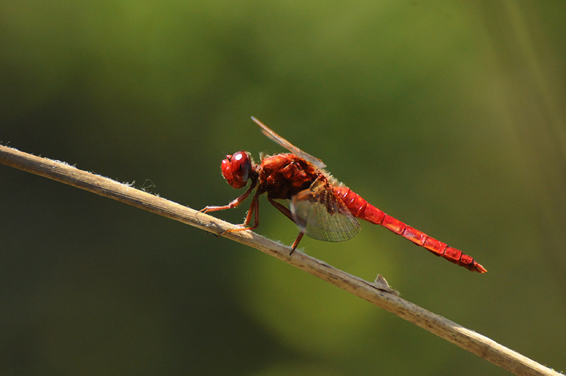 Photo Insectes Crocothémis écarlate (Crocothemis erythraea)