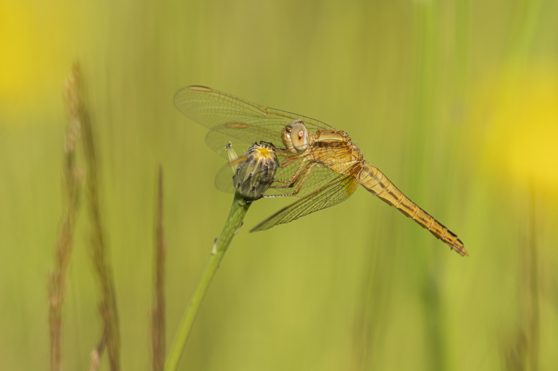 Photo Insectes Crocothémis écarlate (Crocothemis erythraea)
