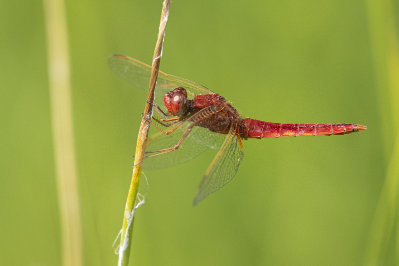 Photo Insectes Crocothémis écarlate (Crocothemis erythraea)