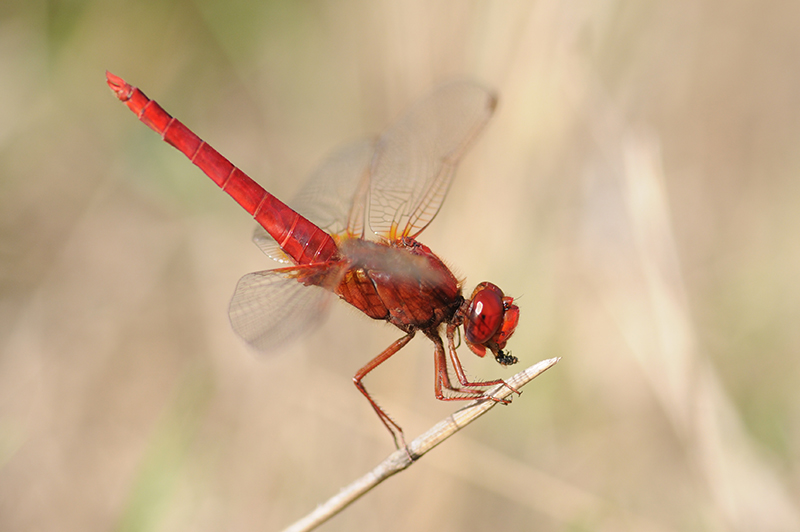 Photo Insectes Crocothémis écarlate (Crocothemis erythraea)