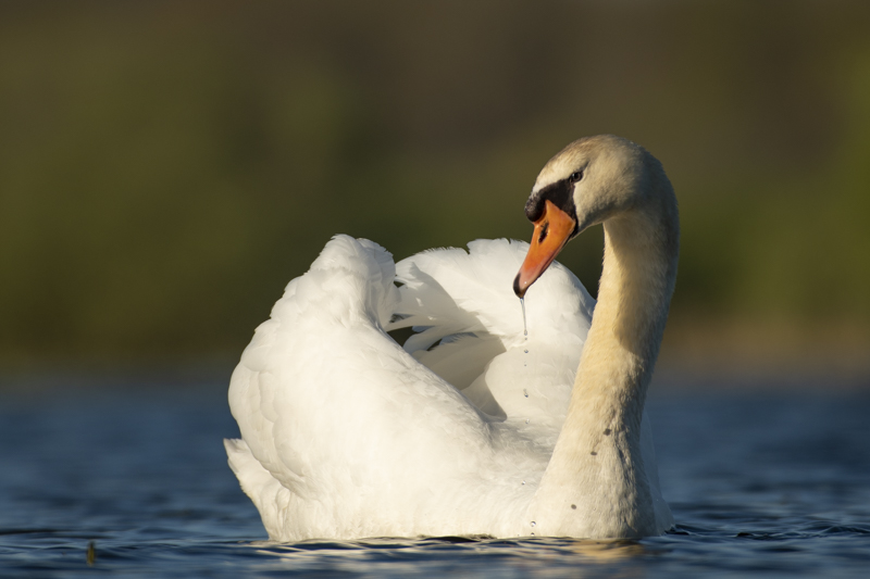 Photo Oiseaux Cygne tuberculé (Cygnus olor)