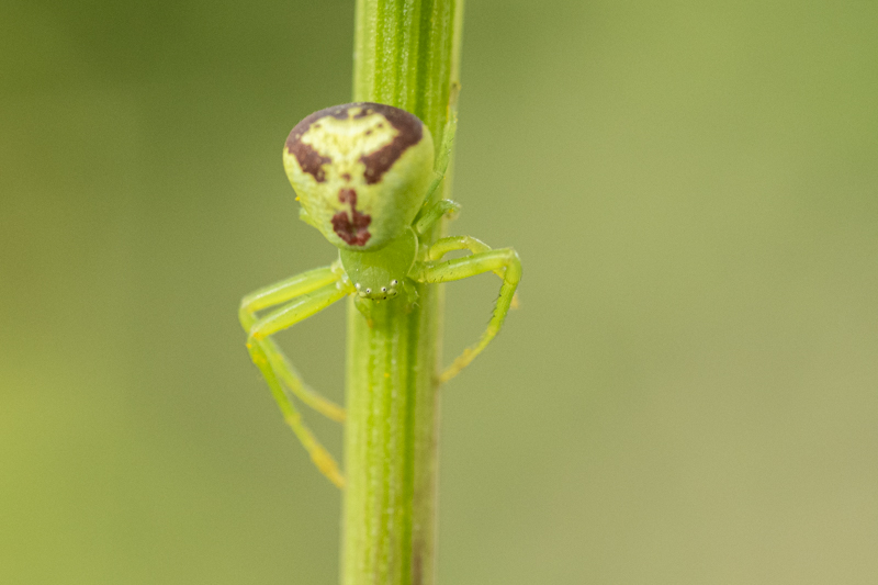 Photo Araignées Thomise à trois taches (Ebrechtella tricuspidata)