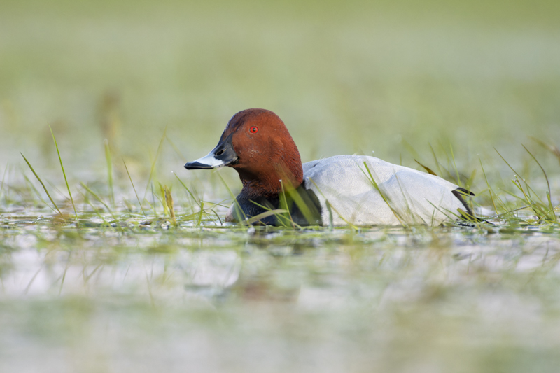 Photo Oiseaux Fuligule milouin (Aythya ferina)