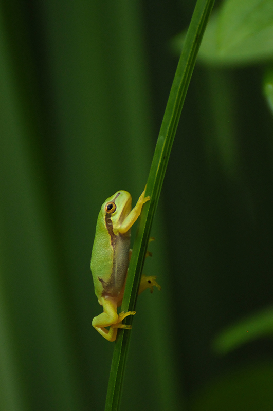 Photo Amphibiens Rainette verte (Hyla arborea)