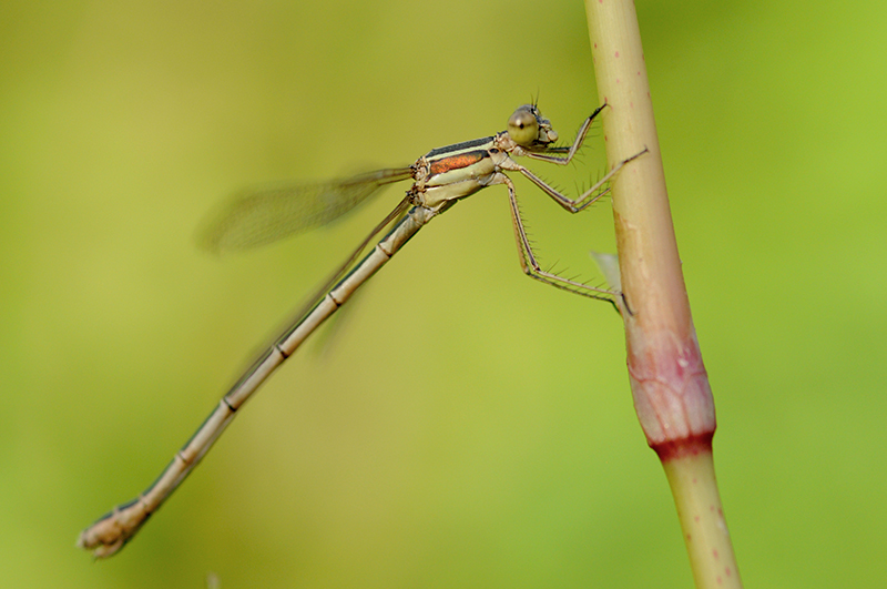 Photo Insectes Leste sauvage (Lestes barbarus)