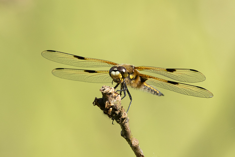 Photo Insectes Libellule à quatre taches (Libellula quadrimaculata)