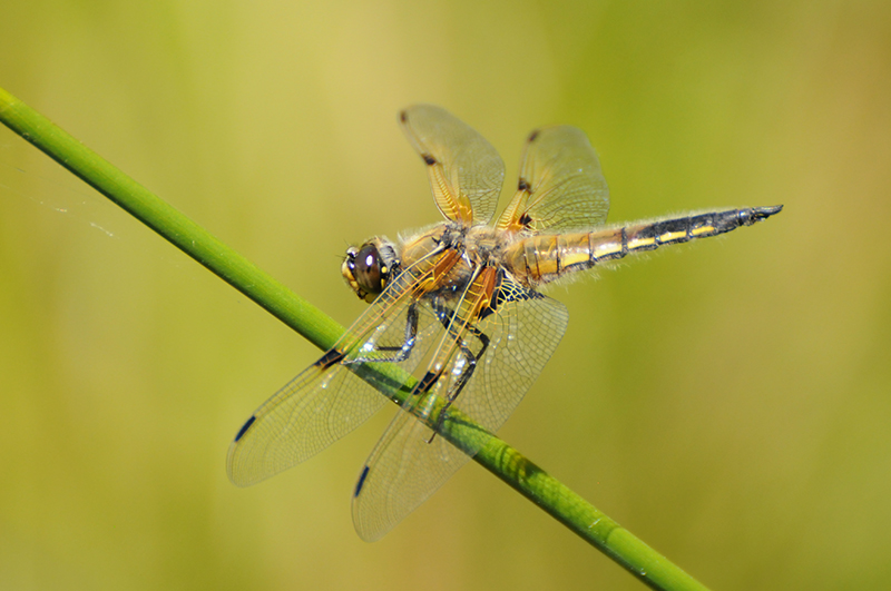 Photo Insectes Libellule à quatre taches (Libellula quadrimaculata)