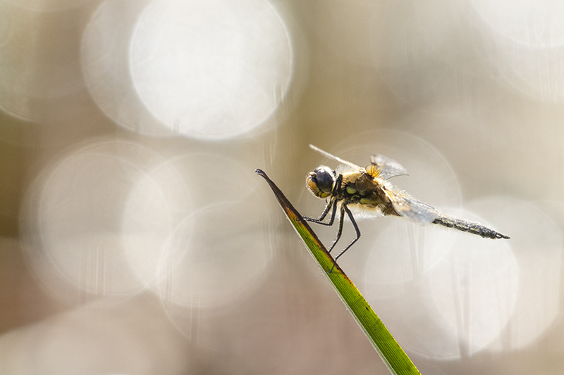 Photo Insectes Libellule à quatre taches (Libellula quadrimaculata)
