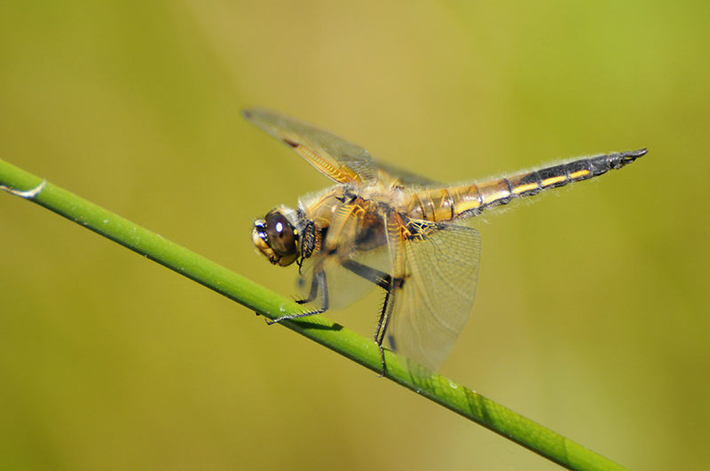 Photo Insectes Libellule à quatre taches (Libellula quadrimaculata)