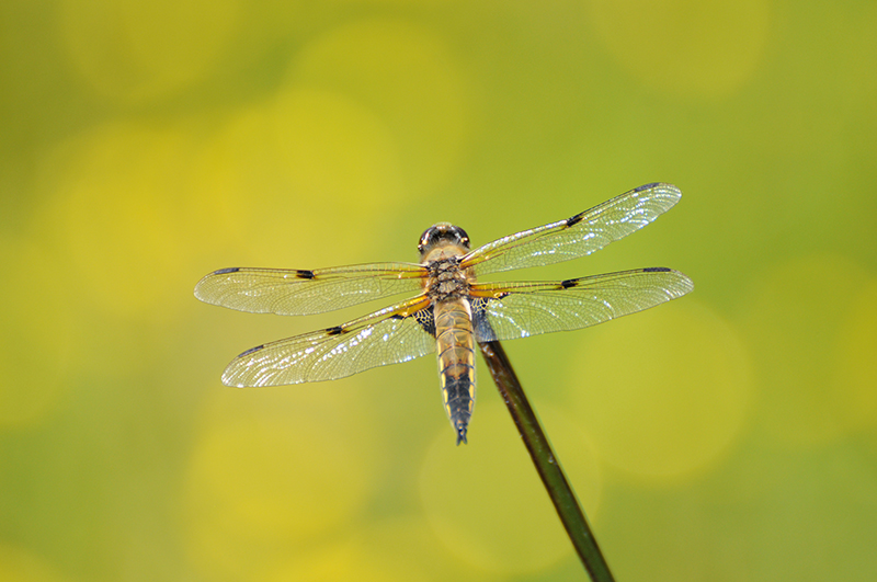 Photo Insectes Libellule à quatre taches (Libellula quadrimaculata)