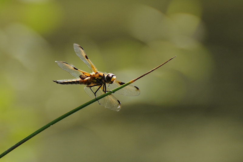 Photo Insectes Libellule à quatre taches (Libellula quadrimaculata)