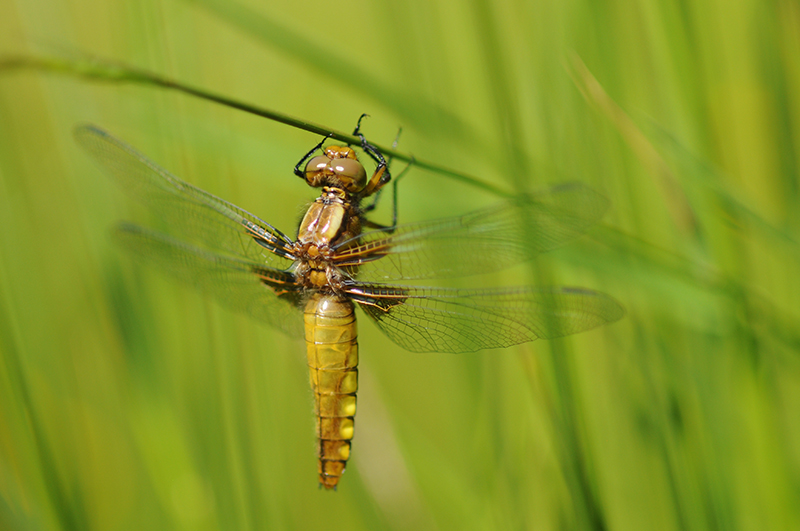 Photo Insectes Libellule déprimée (Libellula depressa)