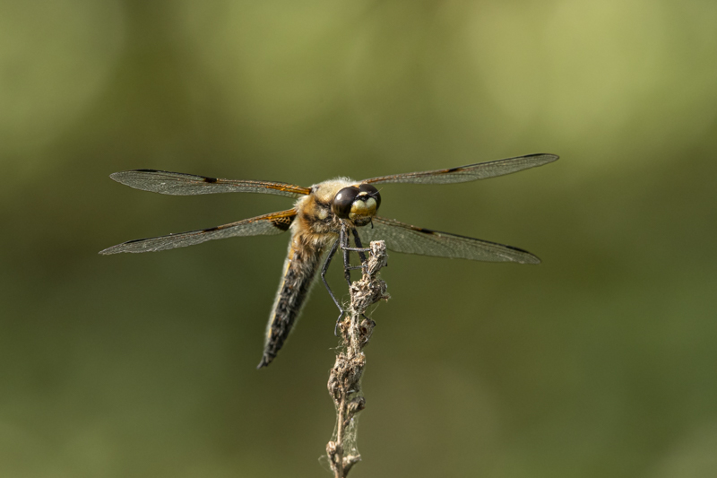 Photo Insectes Libellule à quatre taches (Libellula quadrimaculata)