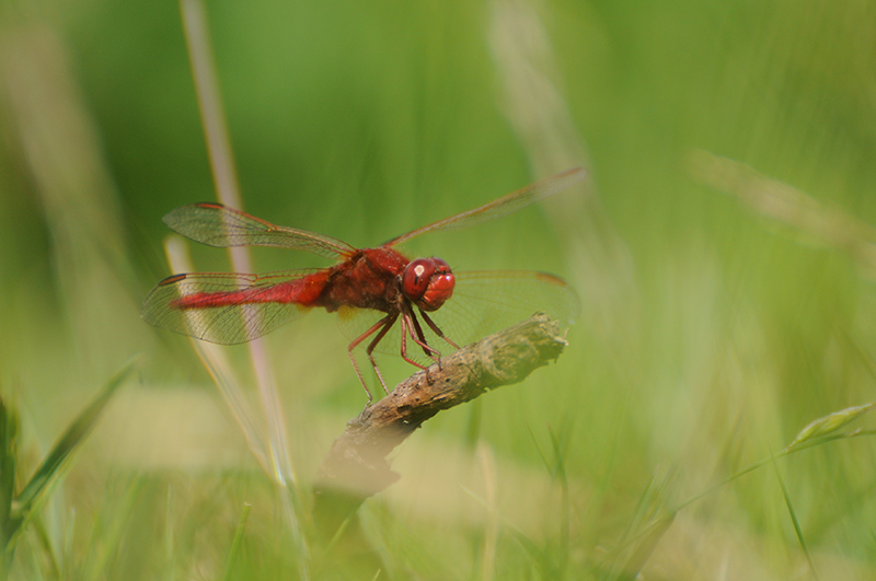Photo Insectes Crocothémis écarlate (Crocothemis erythraea)