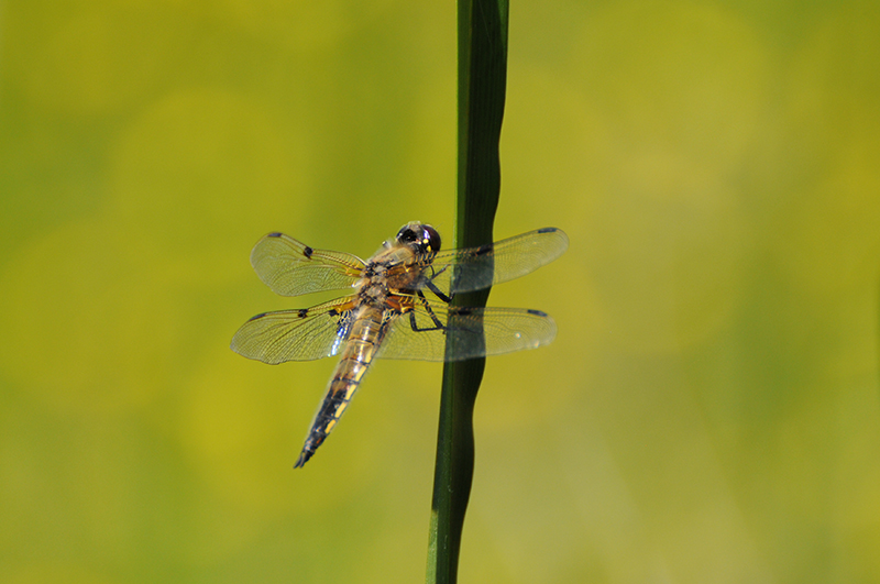 Photo Insectes Libellule à quatre taches (Libellula quadrimaculata)