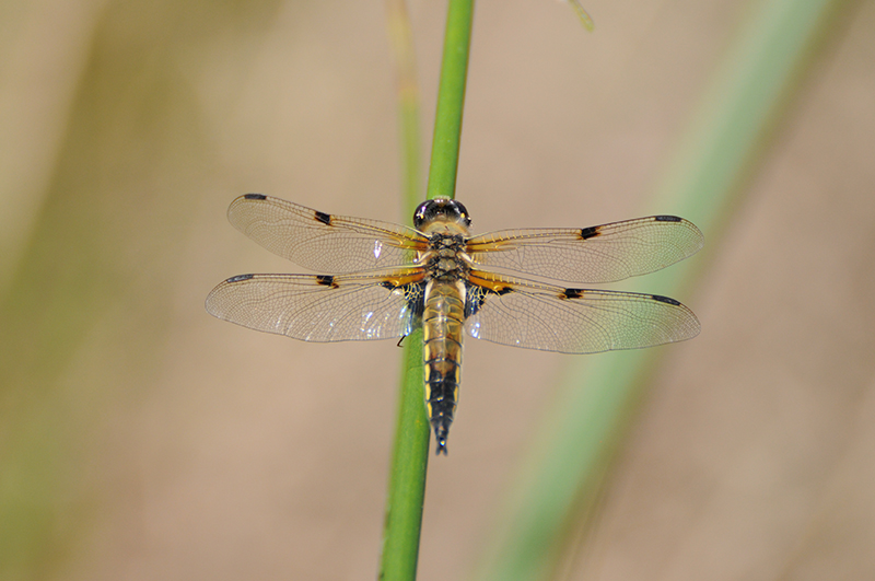 Photo Insectes Libellule à quatre taches (Libellula quadrimaculata)