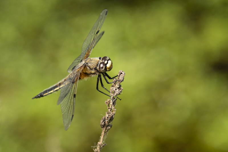 Photo Insectes Libellule à quatre taches (Libellula quadrimaculata)