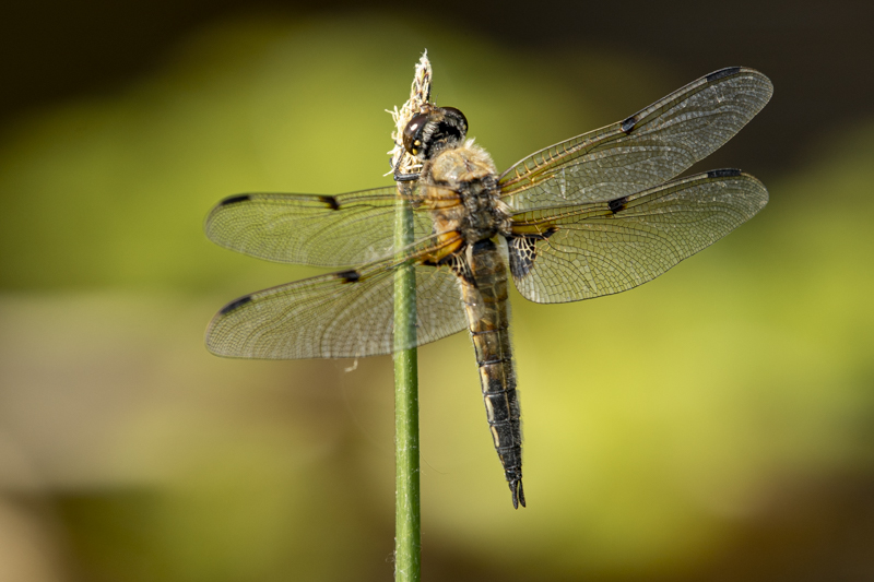 Photo Insectes Libellule à quatre taches (Libellula quadrimaculata)