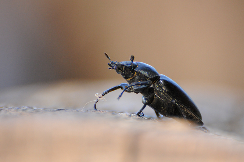 Photo Insectes Lucane cerf-volant (Lucanus cervus)