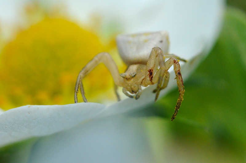Photo Araignées Thomise Variable (Misumena vatia)