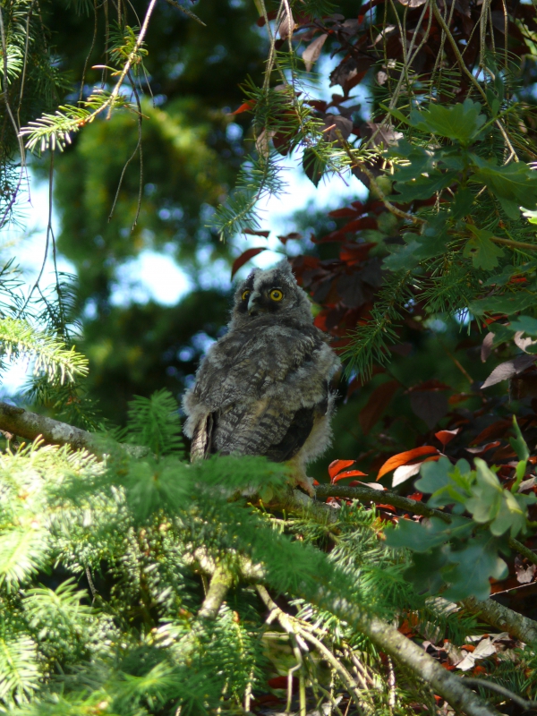 Photo Oiseaux Hibou moyen-duc (Asio otus), Jeune