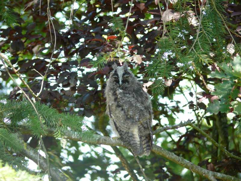 Photo Oiseaux Hibou moyen-duc (Asio otus), Jeune