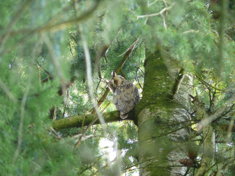 Photo Oiseaux Hibou moyen-duc (Asio otus)