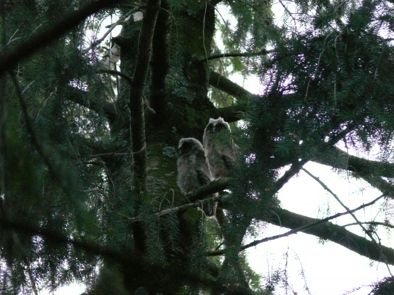 Photo Oiseaux Hibou moyen-duc (Asio otus), Jeune