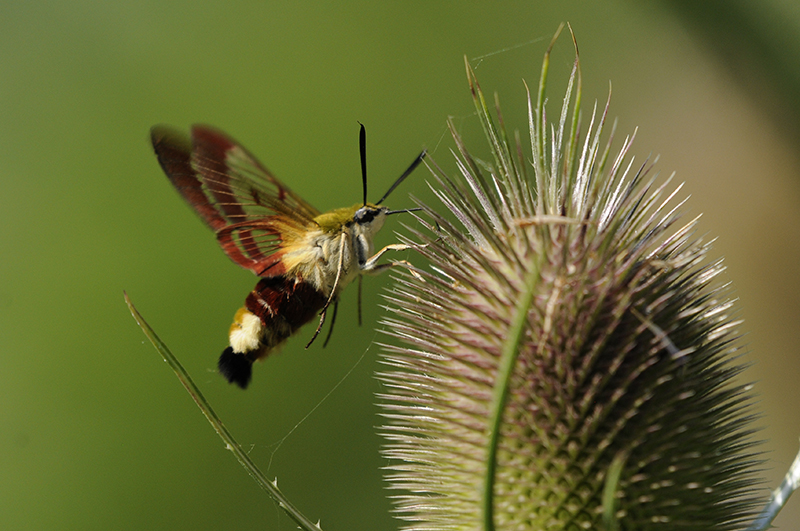 Photo Insectes Sphinx gazé (Hemaris fuciformis)
