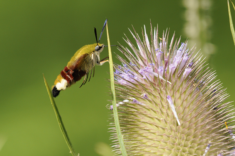Photo Insectes Sphinx gazé (Hemaris fuciformis)