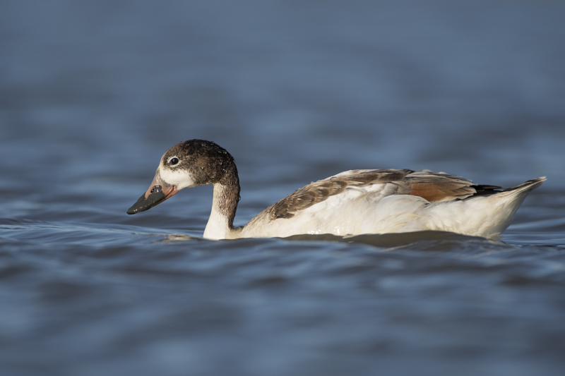 Photo Oiseaux Tadorne de Belon (Tadorna tadorna)